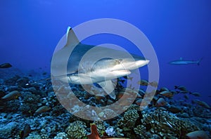 SILVERTIP SHARK/carcharhinus albimarginatus