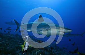 SILVERTIP SHARK/ carcharhinus albimarginatus photo