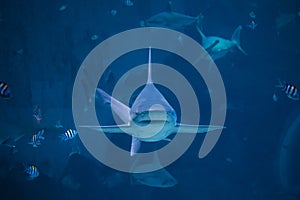 A silvertip shark swimming toward camera in aquarium in Singapore