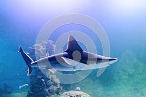 Silvertip shark underwater