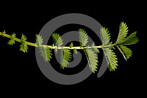 Silverweed (Potentilla anserina). Leaf Closeup photo