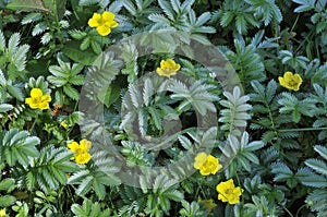 Silverweed