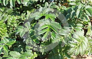 Silverweed in the summer in the garden