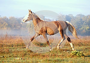 The silvery-black stallion trots on a meadow