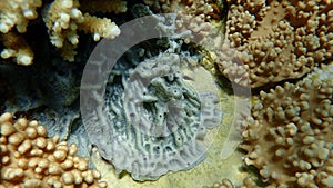 Silvery blue sponge (Lamellodysidea herbacea) undersea, Red Sea