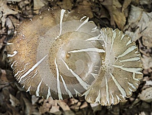 Silvery Brown Agaricus Mushrooms