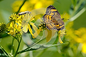 A Silvery Checkerspot Brushfoot butterfly feeds on a wildflower