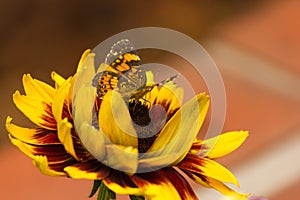 Silvery Checkerspot Butterfly