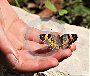 Silvery Checkerspot Butterfly on Child`s Finger