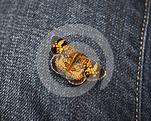 Silvery checkerspot butterfly on denim