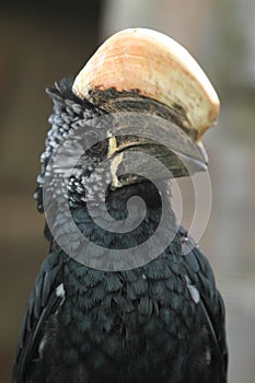 Silvery-cheeked hornbill