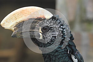 Silvery-cheeked hornbill