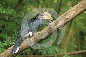 Silvery-cheeked hornbill