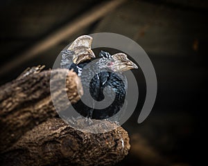 Silvery Cheeked Hornbill, Bycanistes brevis