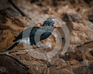 Silvery Cheeked Hornbill, Bycanistes brevis