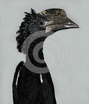 Silvery-cheeked hornbill (Bycanistes brevis)