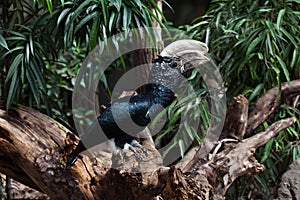 Silvery-cheeked hornbill (Bycanistes brevis).