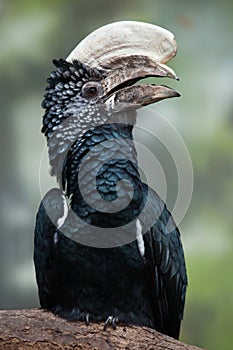 Silvery-cheeked hornbill (Bycanistes brevis).