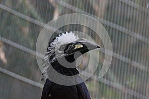 Silvery-cheeked hornbill Bycanistes brevis