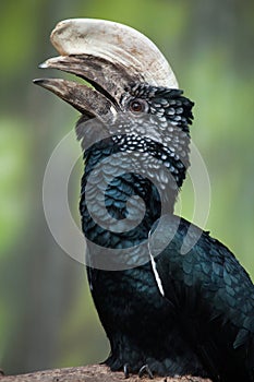 Silvery-cheeked hornbill (Bycanistes brevis).