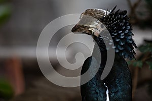 Silvery Cheeked Hornbill Bycanistes Brevis Bird Portrait