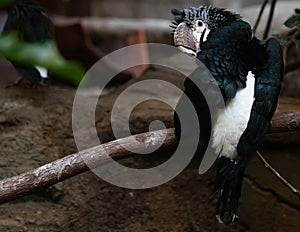 Silvery Cheeked Hornbill Bycanistes Brevis Bird Preening