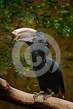 Silvery-cheeked hornbill, Bycanistes brevis, detail portrait of beautiful forest bird, Ethiopia, Sudan, Kenya, Tanzania. Bill bird