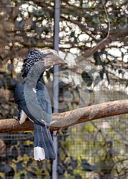 Silvery-cheeked Hornbill (Bycanistes brevis) in East Africa