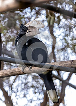 Silvery-cheeked Hornbill (Bycanistes brevis) in East Africa