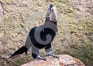 Silvery-cheeked Hornbill (Bycanistes brevis) in East Africa