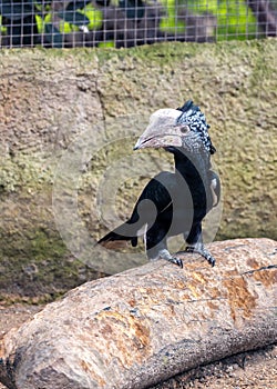 Silvery-cheeked Hornbill (Bycanistes brevis) in East Africa