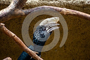 Silvery-cheeked Hornbill (Bycanistes brevis) in East Africa