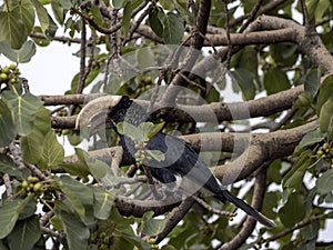 Silvery-cheeked Hornbill, Bycanistes brevis, feeding on berries on tree, Ethiopia