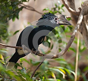 Silvery-cheeked Hornbill (Bycanistes brevis) in forest