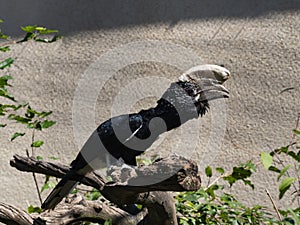 Silvery-cheeked Hornbill, Bycanistes brevis, has a massive helmet on its beak