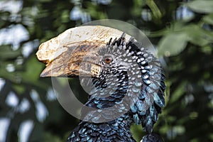 The silvery-cheeked hornbill Bycanistes brevis is a large species of hornbill found in Africa.