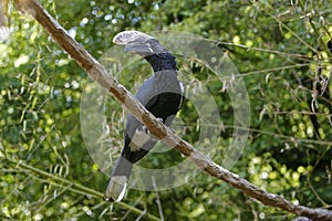 Silvery-cheeked Hornbill, bycanistes brevis, Male standing on Branch