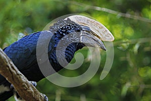 Silvery-cheeked Hornbill, bycanistes brevis, Male standing on Branch