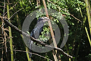 Silvery-cheeked Hornbill, bycanistes brevis, Male standing on Branch