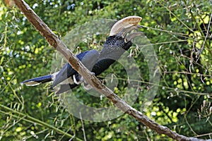 Silvery-cheeked Hornbill, bycanistes brevis, Male standing on Branch, Calling