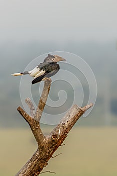 Silvery-cheeked Hornbill Bycanistes brevis, Queen Elizabeth National Park, Uganda.