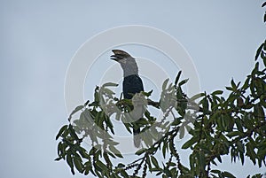 Silvery cheeked hornbill, bycanistes brevis, sitting high in a tree in.