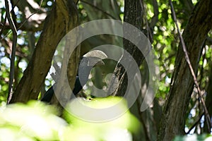 Silvery cheeked hornbill Bycanistes brevis Tanzania Lake Manyara