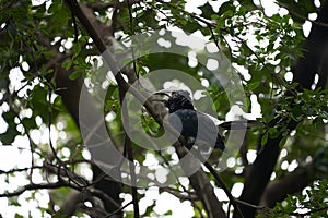 Silvery cheeked hornbill Bycanistes brevis Tanzania Lake Manyara or trumpeter hornbill Bycanistes bucinator