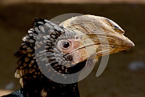 Silvery-cheeked Hornbill -Bycanistes brevis- among vegetation