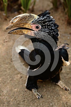 Silvery-cheeked Hornbill -Bycanistes brevis- among vegetation