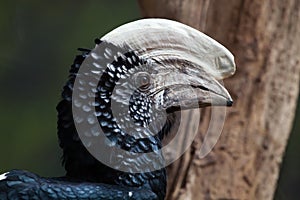 Silvery-cheeked hornbill (Bycanistes brevis). photo