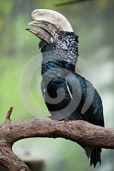 Silvery-cheeked hornbill (Bycanistes brevis). photo