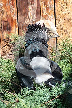 Silvery-cheeked hornbill Bycanistes brevis. Wild life bird