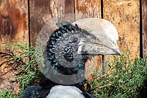 Silvery-cheeked hornbill Bycanistes brevis. Wild life bird